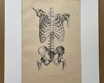 1890 Torso Skeleton Original Antique Anatomical Print - Anatomy - Medical - Science - Mounted and Matted - Available Framed