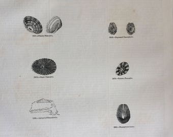 1856 Large Original Antique Sea Shell Engraving - Shellfish - Conchology - Marine Wildlife - Wall Decor - Home Decor - Marine Decor