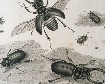 1819 Beetles Original Antique Engraving - Vintage Insect Art - Coleoptera - Entomology - Available Matted and Framed