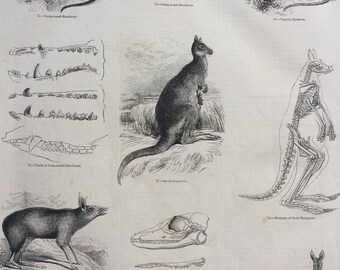 1856 Large Original Antique Engraving - Possum, Bandicoot, Kangaroo, Kangaroo Skeleton, Numbat - Wildlife Wall Decor