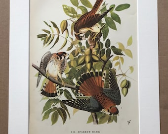 1937 Sparrow Hawk Original Vintage Audubon Print - Mounted and Matted - Available Framed - Bird Art - Vintage Decor, Ornithology