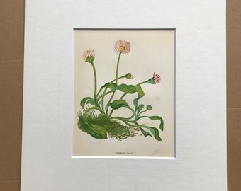 1852 Original Antique Hand-Coloured Anne Pratt Botanical Illustration - Common Daisy - Flower - Botany - Garden - Available Framed
