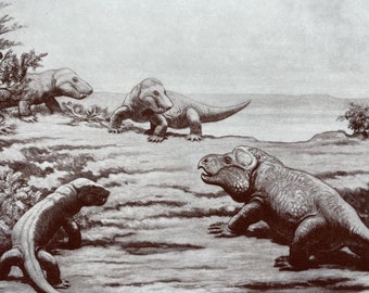 1935 Mammal-Like Reptiles from Karoo Beds of South America Original Antique Print - Prehistoric Era - Mounted and Matted - Available Framed