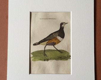 1815 Ring Dotterel Original Antique Hand-Coloured Engraving - Ornithology - Vintage Bird Art - Mounted and Matted - Available Framed