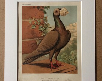 1876 Original Antique Lithograph - Pigeon - Dun Carrier Cock - Ornithology - Antique Bird Art - Wall Art - Available Framed