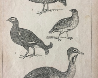 1814 Small Original Antique Engraving - Guinea Fowl Black Grouse, Partridge, Bustard - Ornithology - Bird - Decorative Art