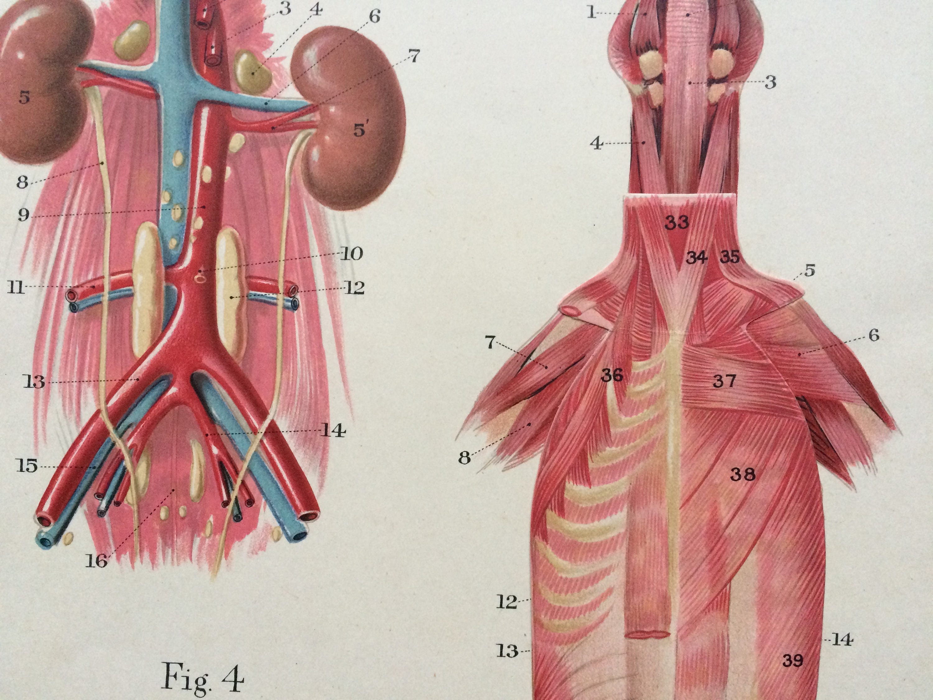 1921 Canine Anatomy Large Original Antique Illustration - Dog Muscles