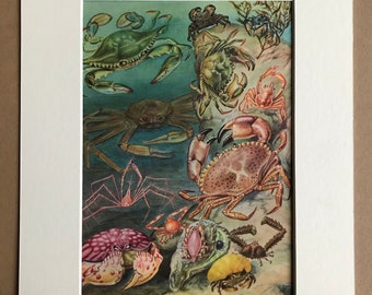 1968 Crabs Original Vintage Print - Mounted and Matted - Available Framed - Chesapeake Blue Crab, European Green Crab, Marbled Crab