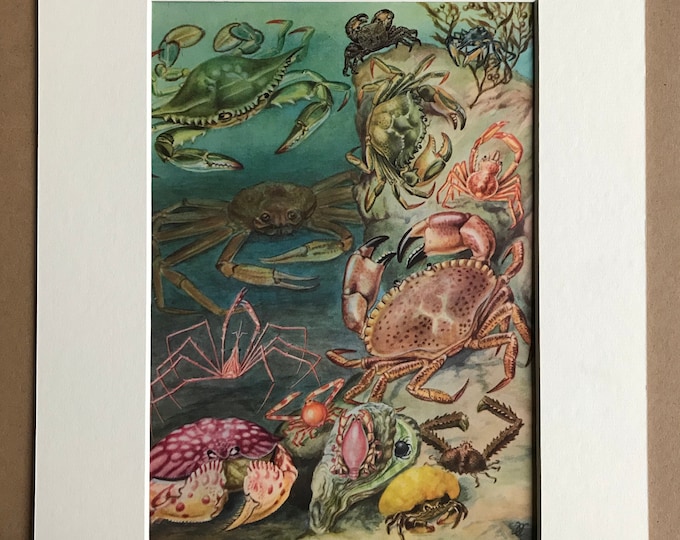 Featured listing image: 1968 Crabs Original Vintage Print - Mounted and Matted - Available Framed - Chesapeake Blue Crab, European Green Crab, Marbled Crab