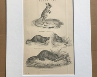 1891 Rodentia Original Antique Print - Dormouse, Beaver, Coypu, Jerboa - Available Mounted, Matted and Framed
