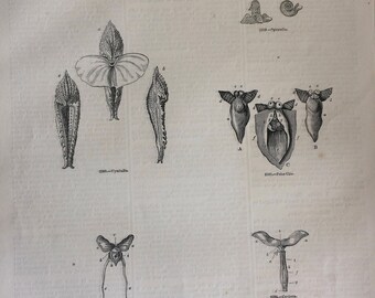 1856 Large Original Antique Gastropod Engraving - Slug - Snail - Gasterepoda - Mollusc - Wildlife - Wall Decor - Home Decor - Marine Decor