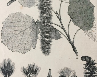 1877 Poplar Original Antique Print - Mounted and Matted - Botanical Decor - Botany - Lime - Available Framed