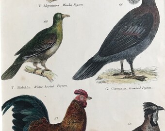 1862 Pigeons, Domestic Cock, Nepaul Horned Pheasant Original Antique Hand Coloured Engraving - Available Mounted, Matted and Framed - Bird