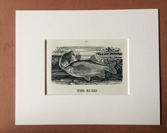 1958 The Rudd Original Vintage Print - Mounted and Matted - Fish - Angling - Fishing - Cabin Decor - Available Framed