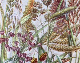 1940s British Grasses and Sedges Original Vintage Print - Botanical Art - Mounted and Matted - Available Framed