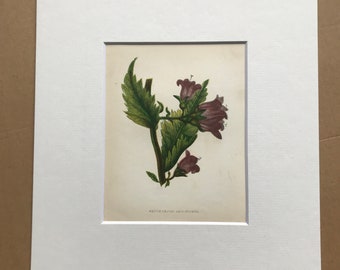 1852 Original Antique Hand-Coloured Anne Pratt Botanical Illustration - Nettle-Leaved Bell Flower - Botany - Garden - Available Framed