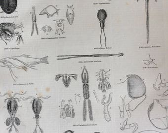 1856 Large Original Antique Insect Engraving - Cyclops, Tadpole Shrimp, Organisms, Anatomy - Entomology - Wall Decor