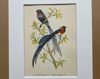 1956 Red-Collared Whydah and Paradise Whydah Original Vintage Print - Ornithology - Bird Art - Mounted and Matted - Available Framed