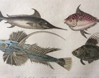 1821 Original Antique Hand-Coloured Engraving - Sword Fish, Opah, Dragonet, John Doree - Fish Print - Decorative Art - Available Framed