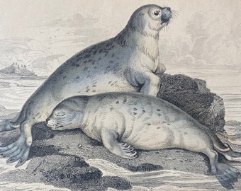 1839 The Common Seal of the French Coast Original Antique Hand-Coloured Engraving - Jardine - Marine Wildlife