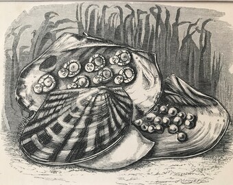 1863 British Pearl Mussel and Chinese Pearl Mussel Original Antique Print - Fish - Ocean Wildlife - Mounted and Matted - Available Framed