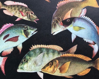 1968 Original Vintage Print - Mounted and Matted - Tropical Fish - Emperor Fish Varieties - Available Framed