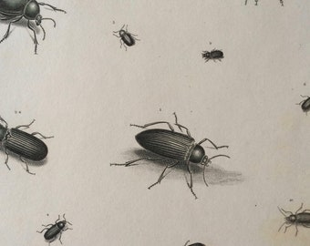 1819 Beetles Original Antique Engraving - Vintage Insect Art - Coleoptera - Entomology - Available Matted and Framed