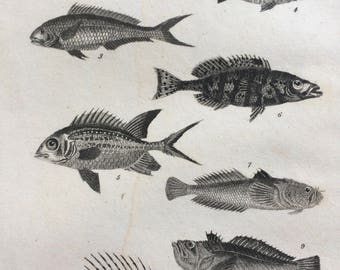 1822 Original Antique Matted Fish Engraving - Gilthead, Sparus, Stargazer, Surmullet, Dragon Weever, Tang - Framed Marine Decor