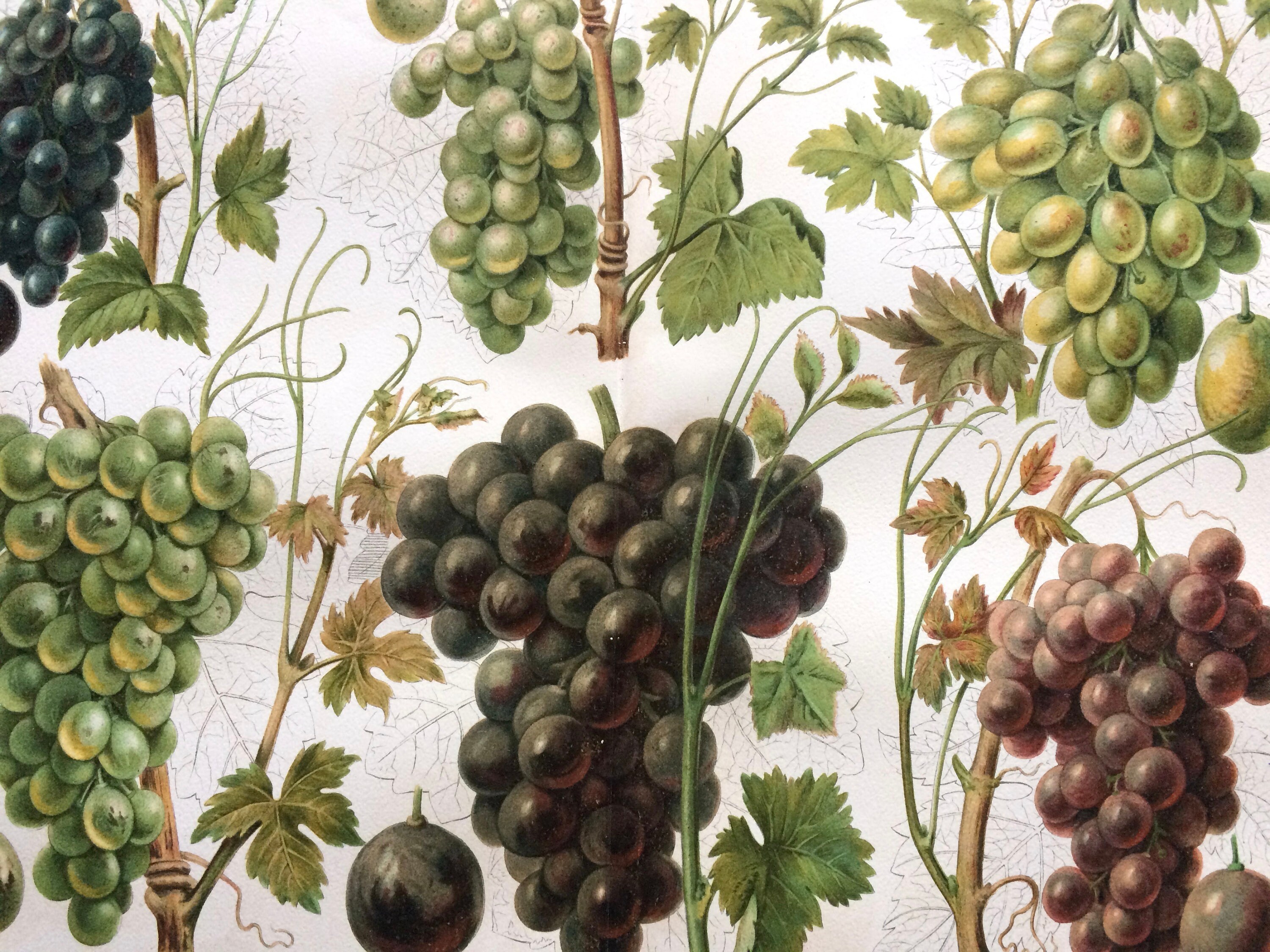 1897 Grapes Large Original Antique Botanical Lithograph Available