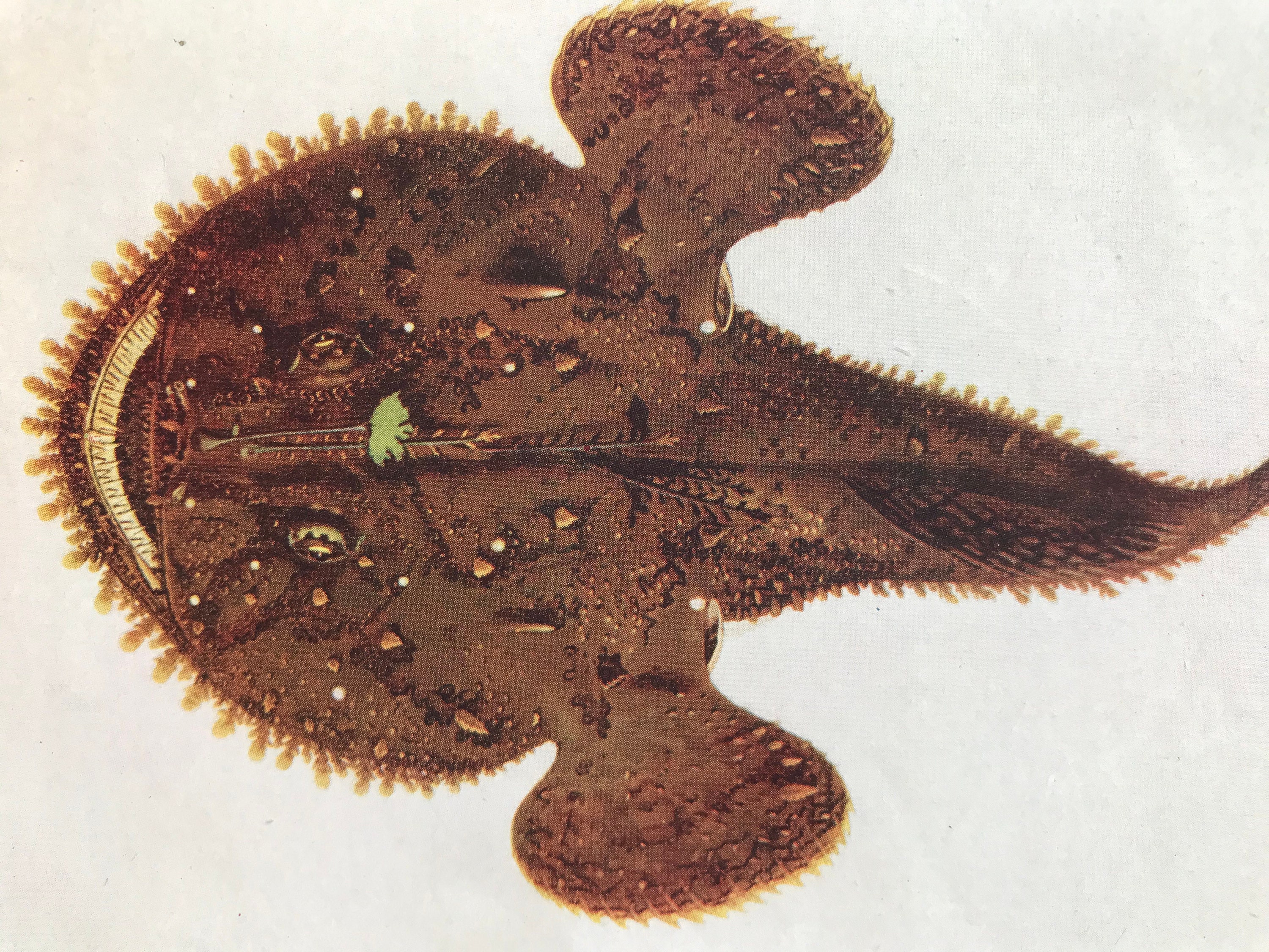 Fish 1925 1925 Angler Fish Original Antique Print - Mounted and Matted ...