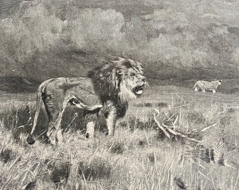 1903 Lions Original Antique Print - Wildlife - Animal Art - Victorian Art - Available Framed