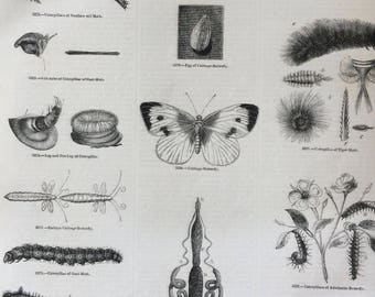 1856 Large Original Antique Insect Engraving - Cabbage Butterfly, Caterpillar, Moth, Tiger Moth, Spiny Caterpillar - Entomology - Wall Decor
