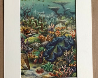 1968 Original Vintage Print - Available Framed - 14 x 11 inches - Marine Wildlife - Giant Clam, Pinna, Cockscomb Oyster, Flame Scallop