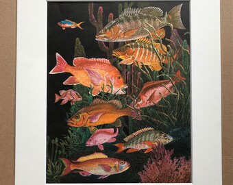 1968 Original Vintage Print - Mounted and Matted - Tropical Fish - Snapper Varieties - Available Framed
