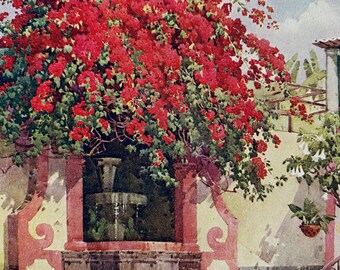 1909 Madeira - The Scarlet Bougainvillea Original Antique Print - Botanical Art - Flower - Mounted and Matted - Available Framed