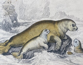 1839 Phoca Leporina - The Hare of the Sea of the Russians Original Antique Hand-Coloured Engraving - Seal - Jardine - Marine Wildlife