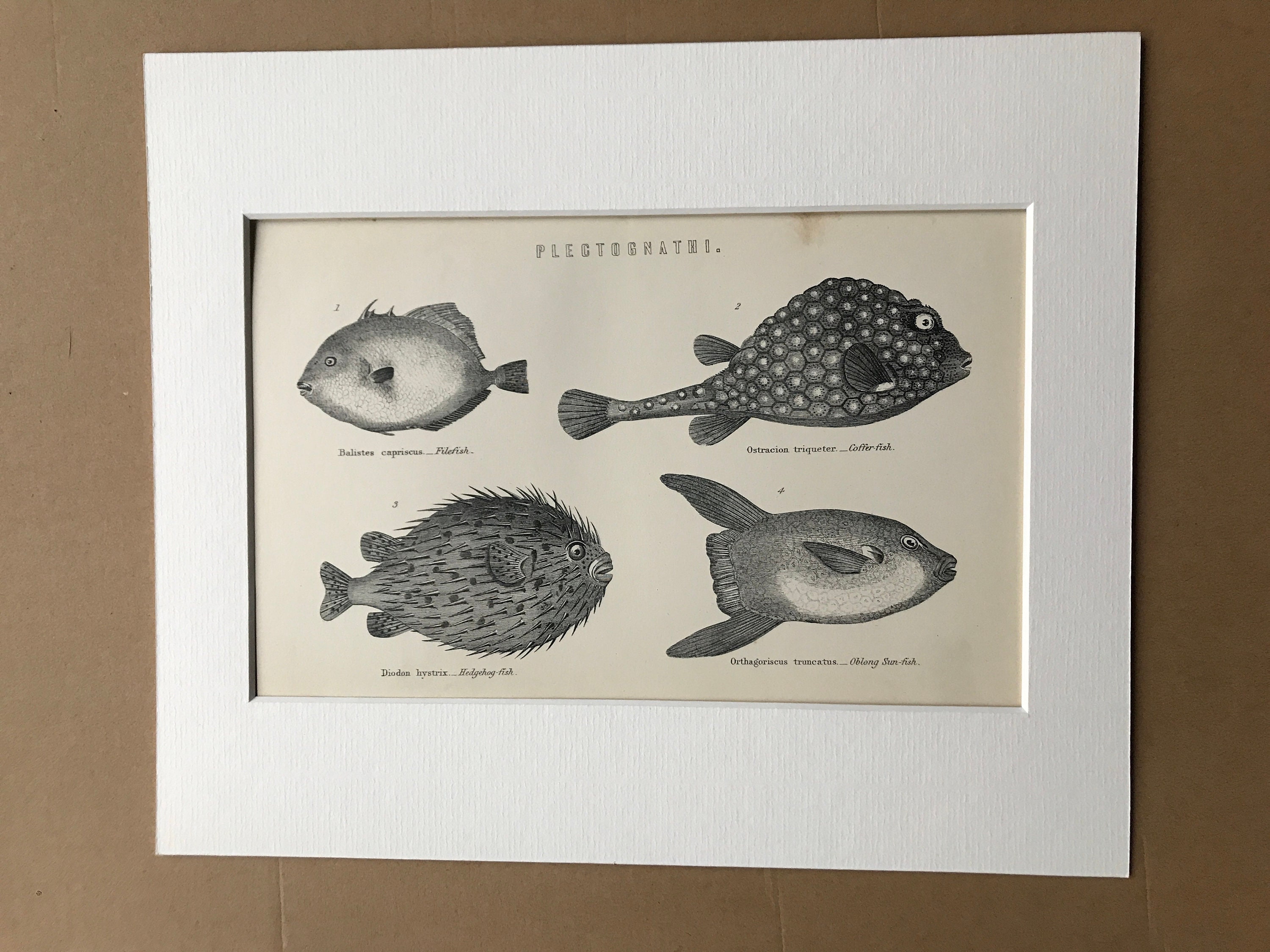Urodela Original Antique Encyclopaedia Illustration Siren Eel Marine Wildlife wall decor home decor 1891 EEL Fish