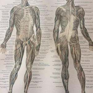 1897 Muscles of Man Original Antique Print - Available Framed - Anatomy - Anatomical Art - Vintage Wall Decor