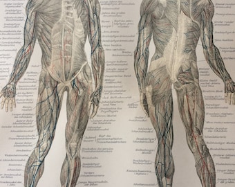 1897 Muscles of Man Original Antique Print - Available Framed - Anatomy - Anatomical Art - Vintage Wall Decor