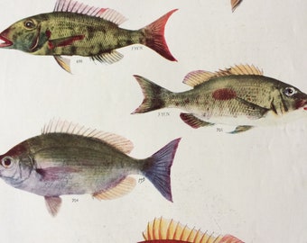 1950 Original Vintage Fish Print - Mounted and Matted - Available Framed - Tropical Fish - Marine Species - Sealife - Ocean Decor