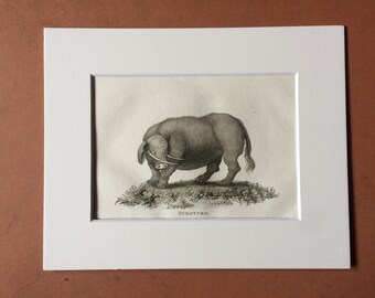 1800 Sukotyro Original Antique Engraving - Wildlife - Zoology - Natural History - Available Framed