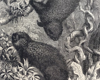 1896 Mexican Tree Porcupines Original Antique Print - Wildlife - Natural History - Mounted and Matted - Available Framed