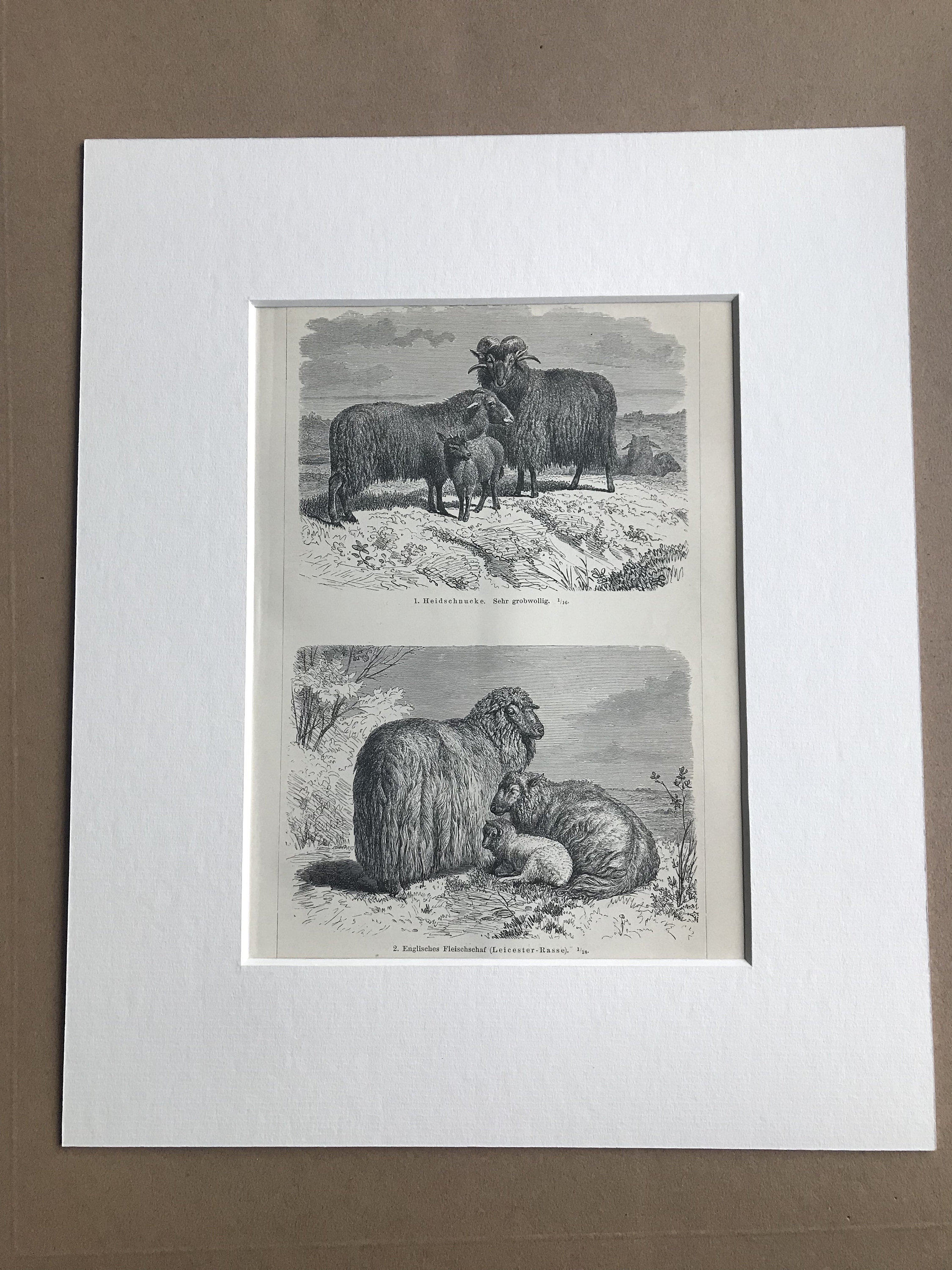 1897 Sheep Original Antique Lithograph Mounted and Matted Farm