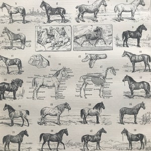 1897 Horses Original Antique Print - Equine Decor - Horse Skeleton - Pony - Mounted and Matted - Available Framed