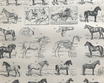 1897 Horses Original Antique Print - Equine Decor - Horse Skeleton - Pony - Mounted and Matted - Available Framed