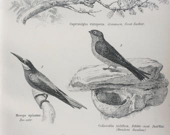1891 Volitores - Bee-Eater, Swallow, Hummingbird Original Antique Steel Engraving - Encyclopaedia Illustration - Ornithology- Bird