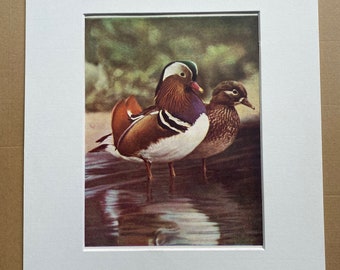 1940s Mandarin Duck Original Vintage Print - Mounted and Matted - Ornithology - Framed Vintage Bird Art