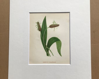 1852 Original Antique Hand-Coloured Anne Pratt Botanical Illustration - Ribwort Plantain - Botany - Garden - Available Framed