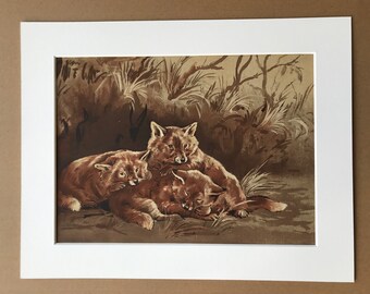 1915 Fox Cubs Original Antique Print - Wildlife Decor - Mounted and Matted - Available Framed