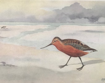 1924 Bar-Tailed Godwit Original Antique Print - Mounted and Matted - Ornithology - British Waders - Vintage Bird Art - Available Framed